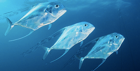 Florida Pompano