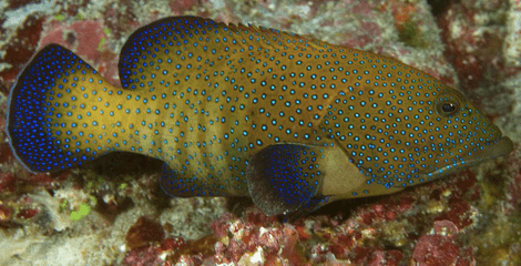 Grouper Facts - City Seafood