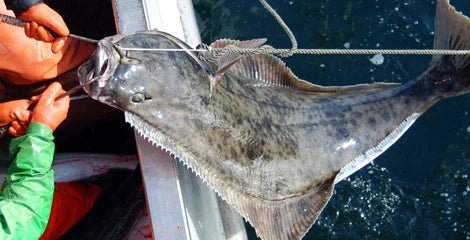 Wild-Caught Halibut: The Gold Standard of Seafood - City Seafood