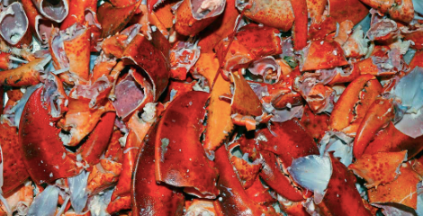 Lobster Bodies/Shells for Stock (1 lb) - City Seafood