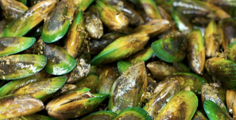 New Zealand Greenlip Mussels (2 lb) - City Seafood