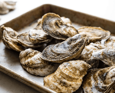 Live Oysters (1 dz) - City Seafood