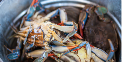 Gumbo Crabs (1 lb) - City Seafood