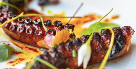 Spanish Octopus (1 lb) - City Seafood